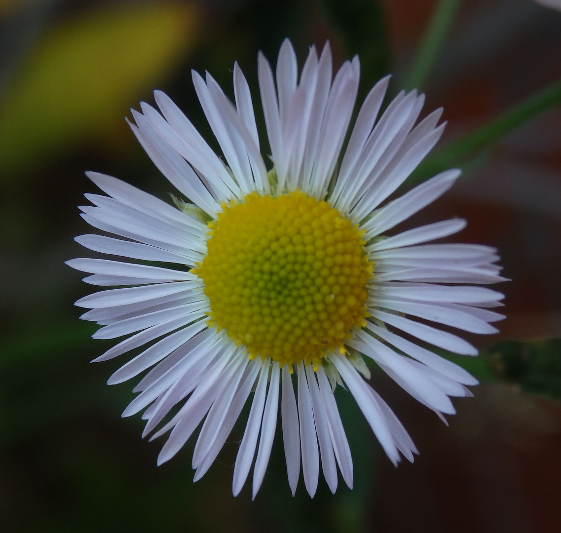 Einjähriges Berufkraut (Erigeron annuus)