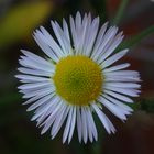 Einjähriges Berufkraut (Erigeron annuus)