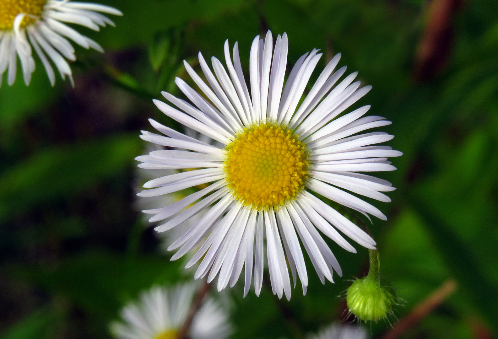 Einjähriges Berufkraut, Feinstrahl, Erigeron annuus 