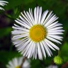 Einjähriges Berufkraut, Feinstrahl, Erigeron annuus 