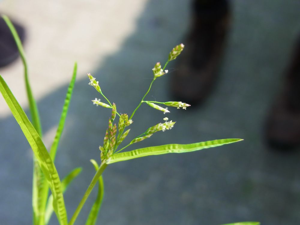 Einjähriges Rispengras Foto & Bild natur Bilder auf