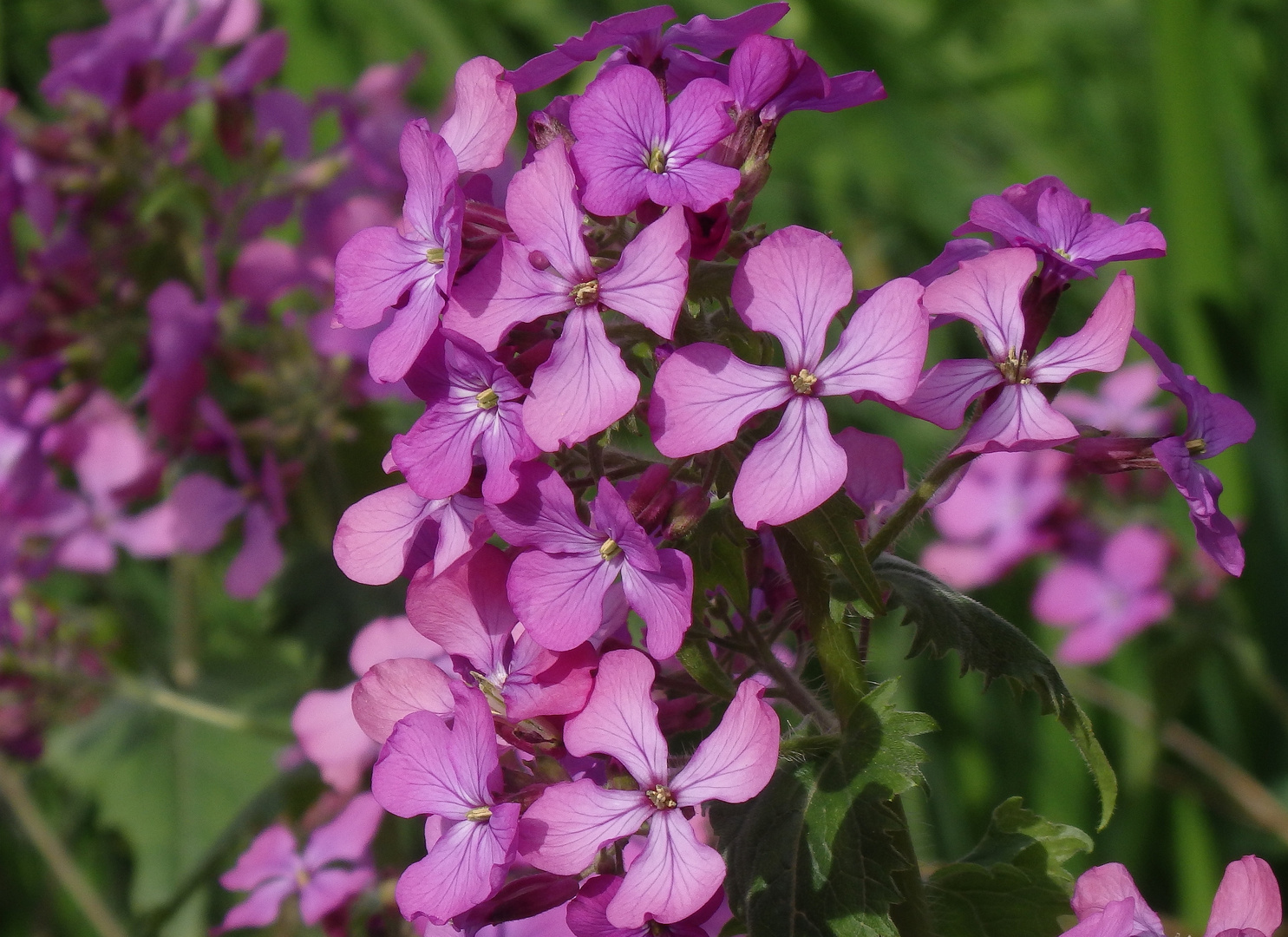 Einjähriges Silberblatt (Lunaria annua)