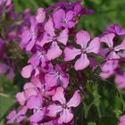 Einjähriges Silberblatt (Lunaria annua)