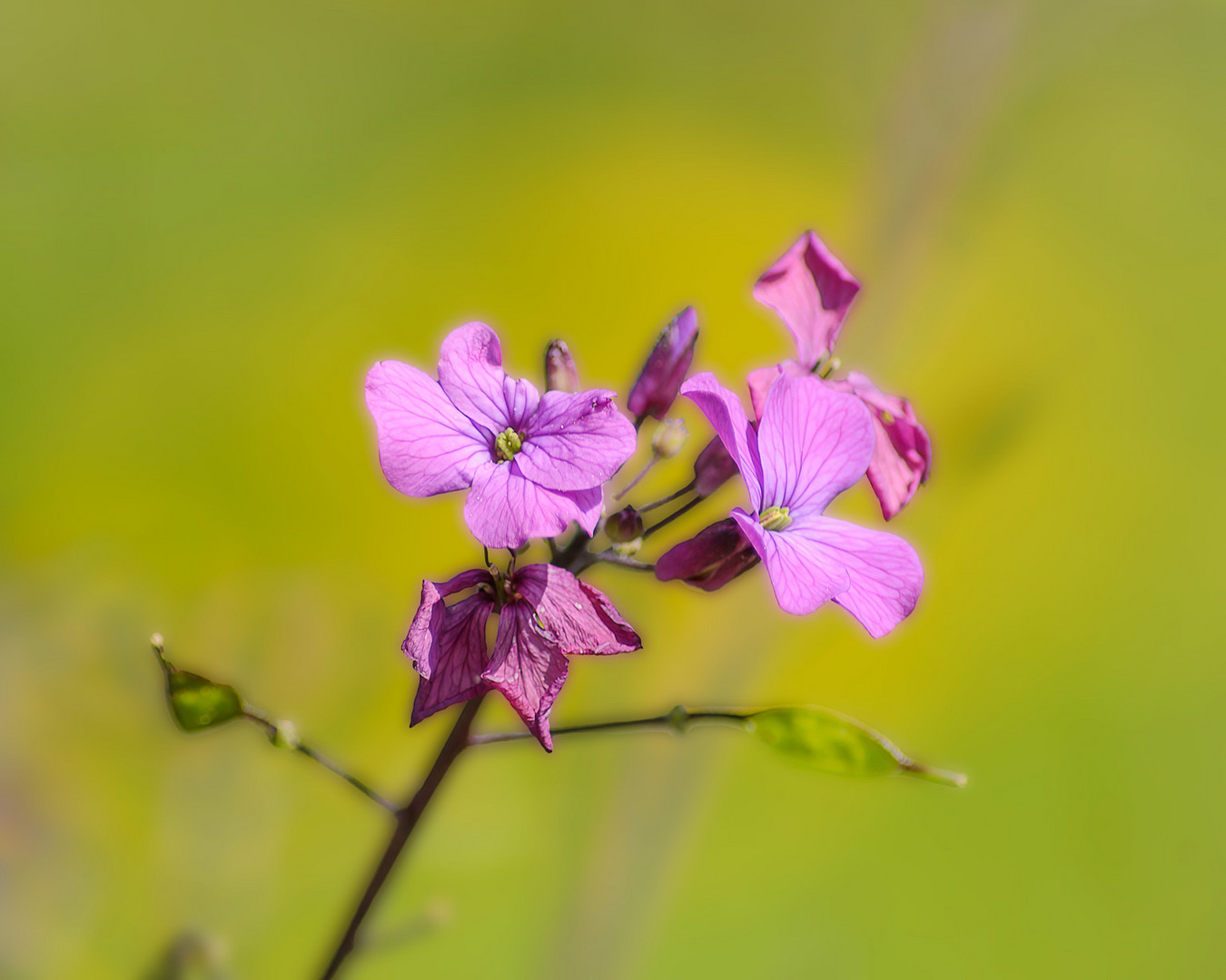 Einjähriges Silberblatt - Lunaria annua