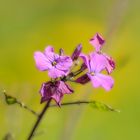 Einjähriges Silberblatt - Lunaria annua