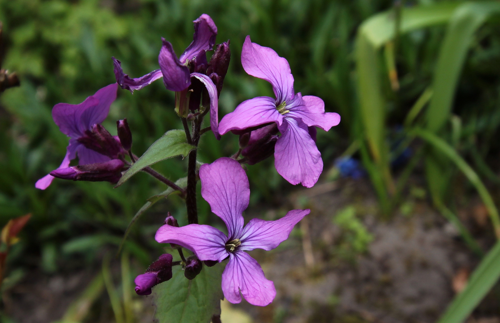 Einjähriges Silberblatt (Lunaria annua) 