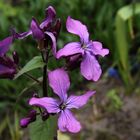 Einjähriges Silberblatt (Lunaria annua) 