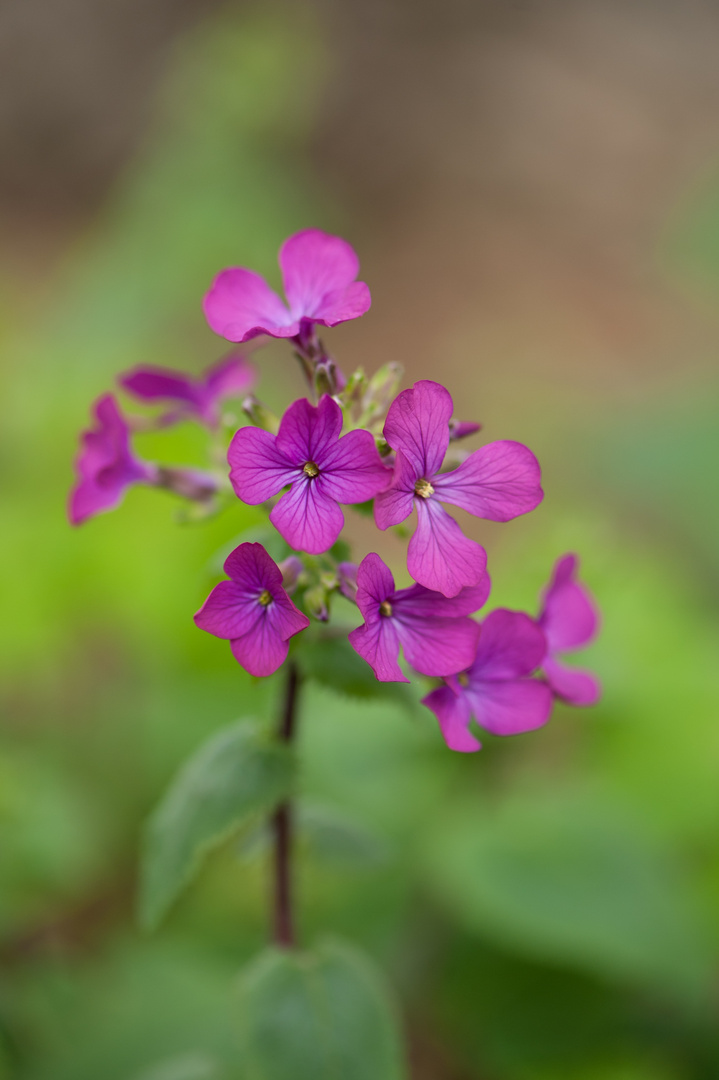 Einjähriges Silberblatt (Lunaria)