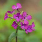 Einjähriges Silberblatt (Lunaria)