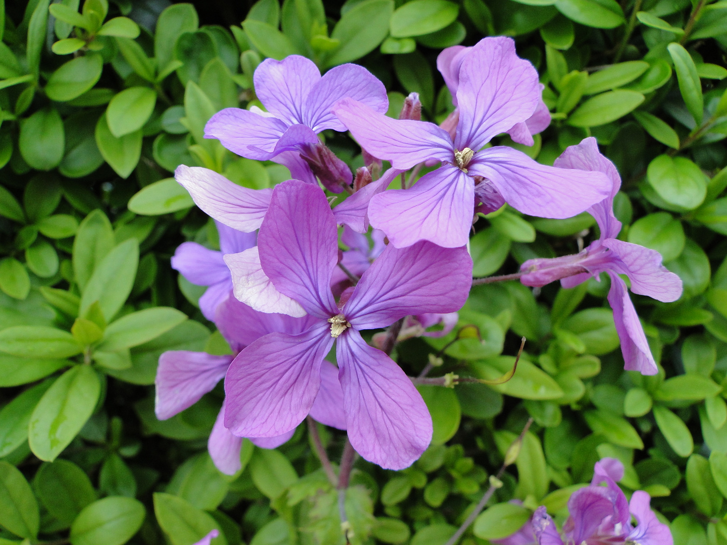 Einjähriges Silberblatt(Lunaria annua)