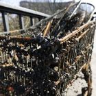Einkaufswagen aus Hamburg