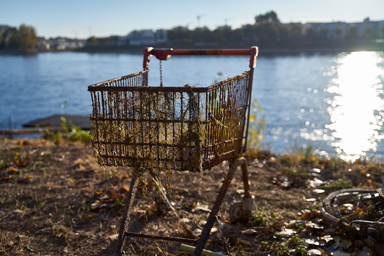 Einkaufswagen mit Algen