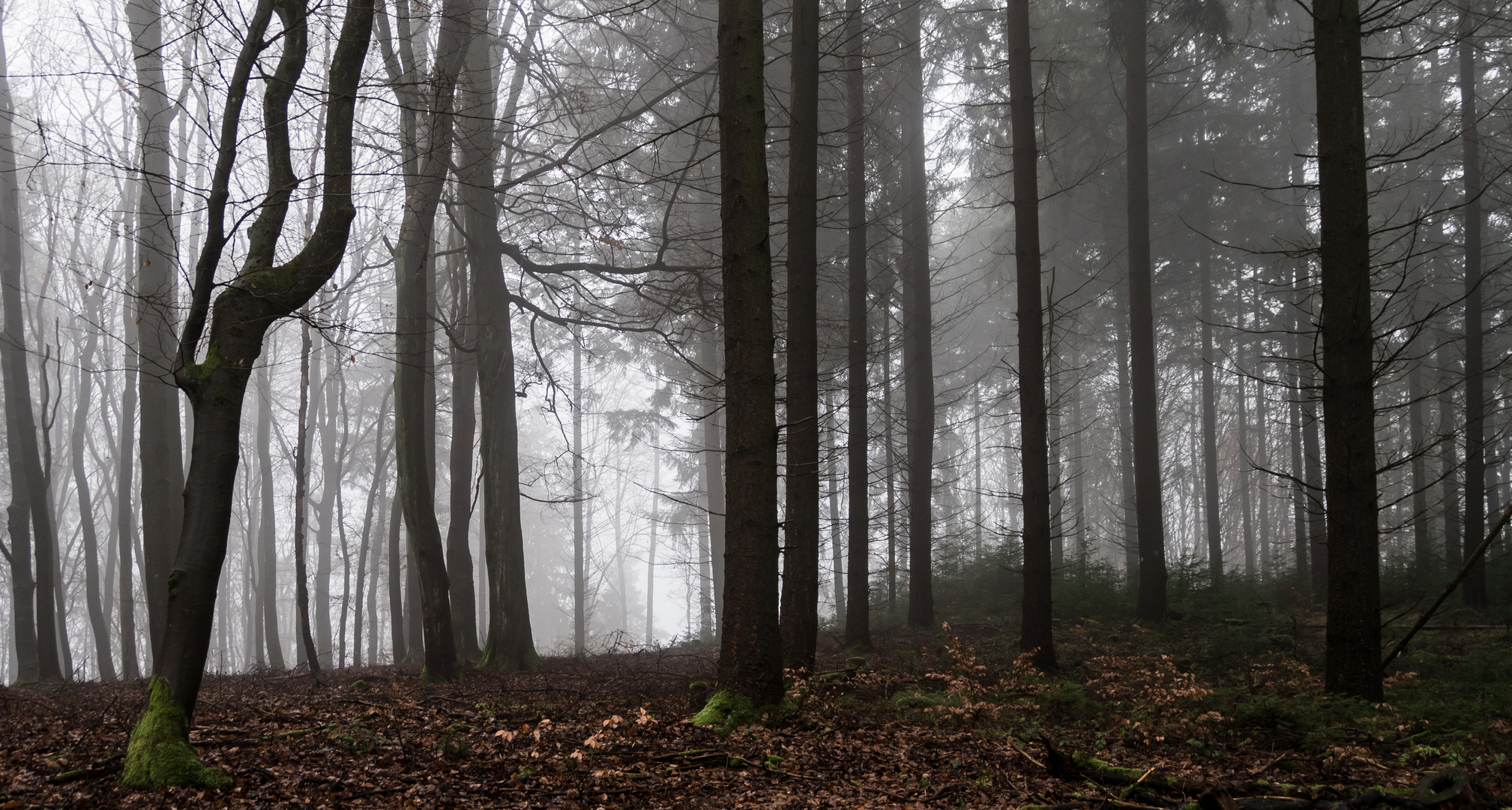 Einkehr im Wald