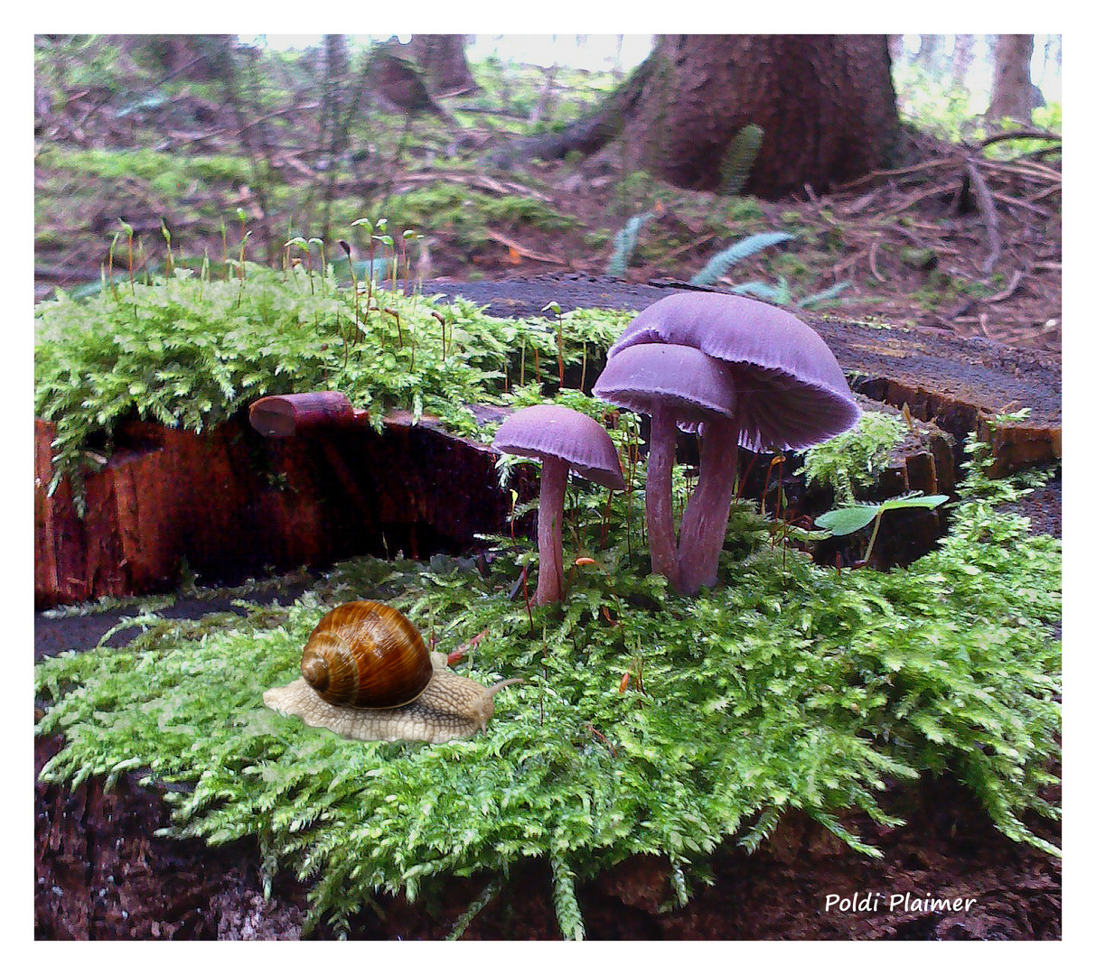 Einklang im Wald