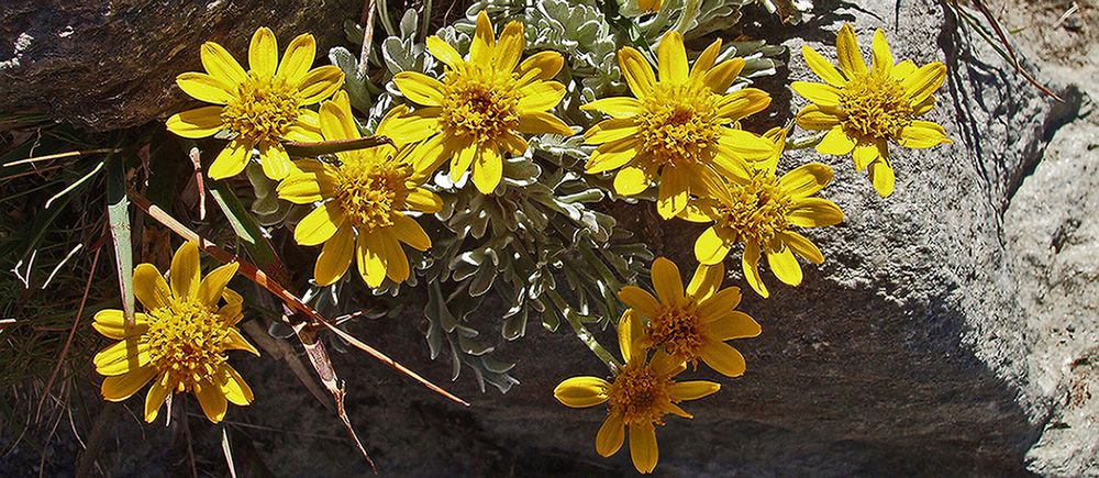 Einköpfiges Kreuzkraut - Senecio halleri (früher uniflorus)...