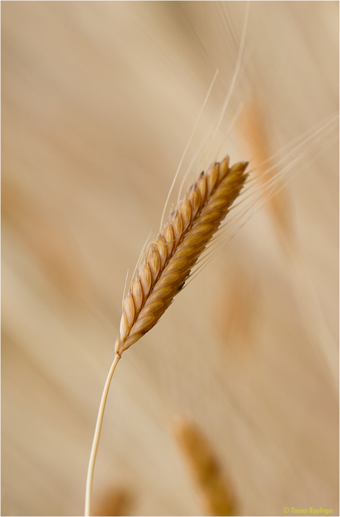 Einkorn (Triticum monococcum).