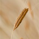 Einkorn (Triticum monococcum).