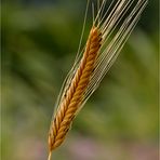 Einkorn (Triticum monococcum) mit Mutterkorn ansatz