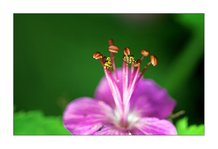 Einladung an die Insekten