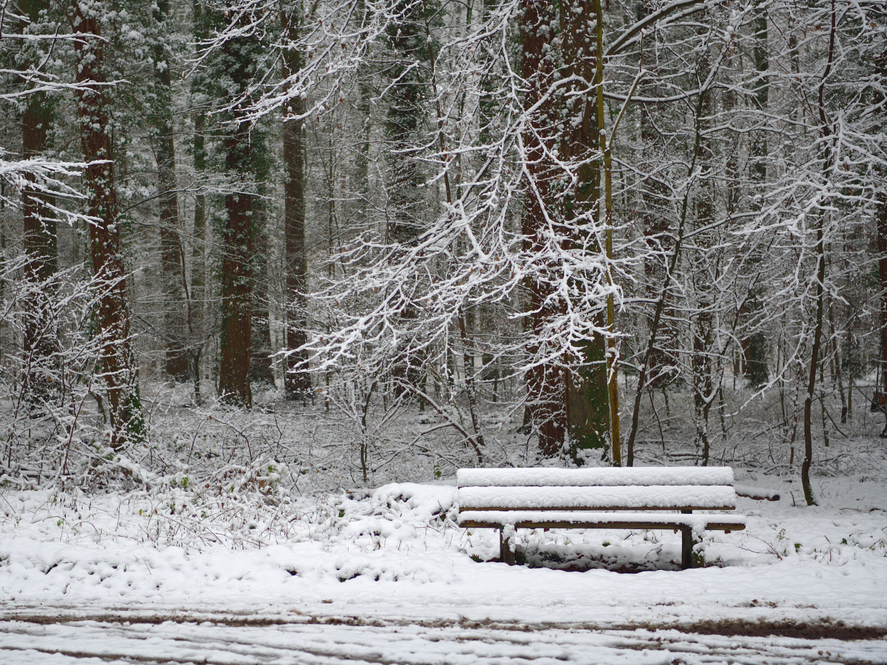 Einladung im Schnee,  invitación en la nieve,  invitation in the snow