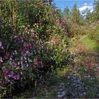 Einladung zu einem indischen Waldspaziergang