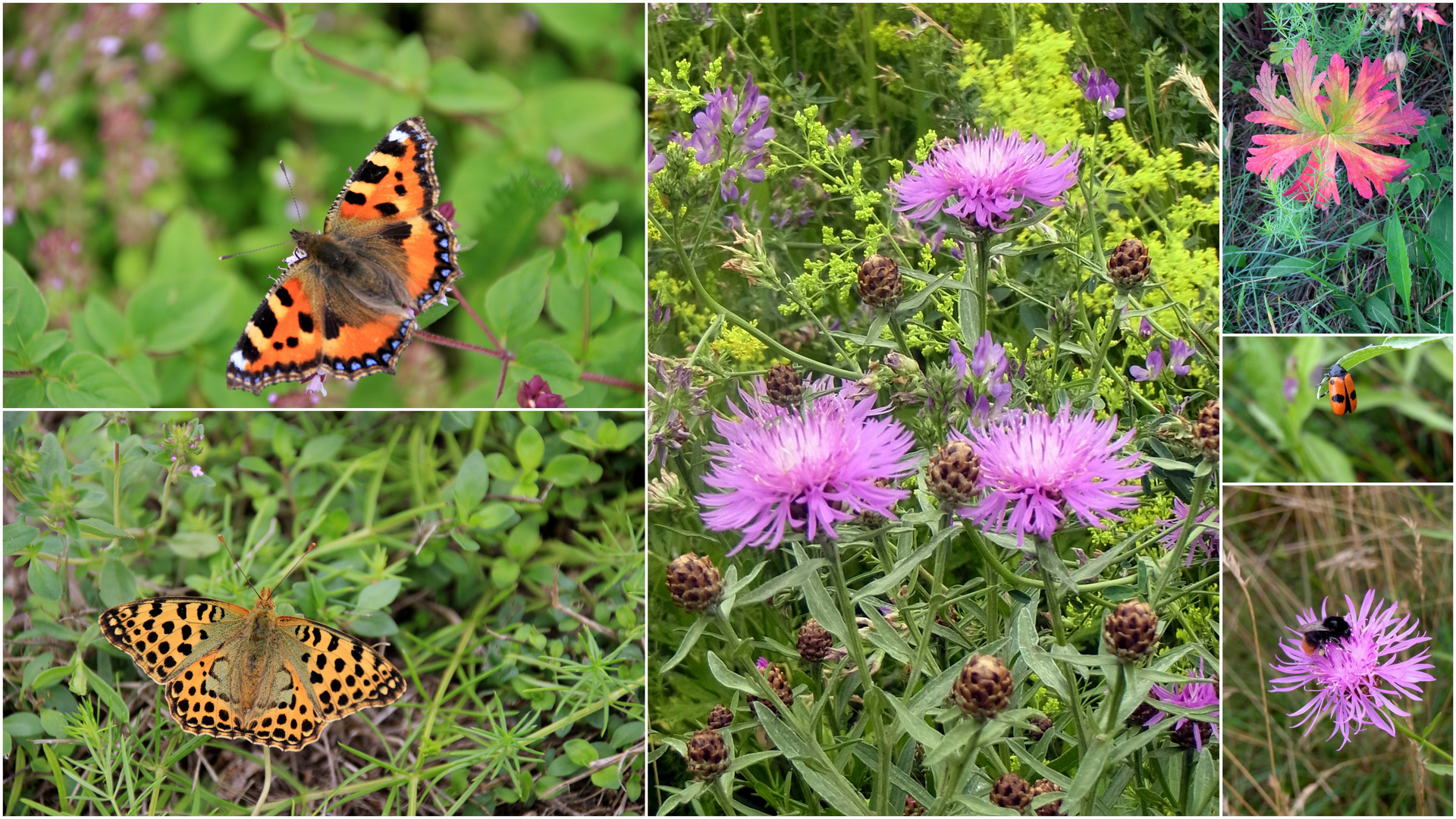 Einladung zu einer Wiesenwanderung