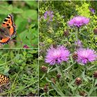 Einladung zu einer Wiesenwanderung