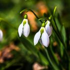 Einläuten des Frühlings