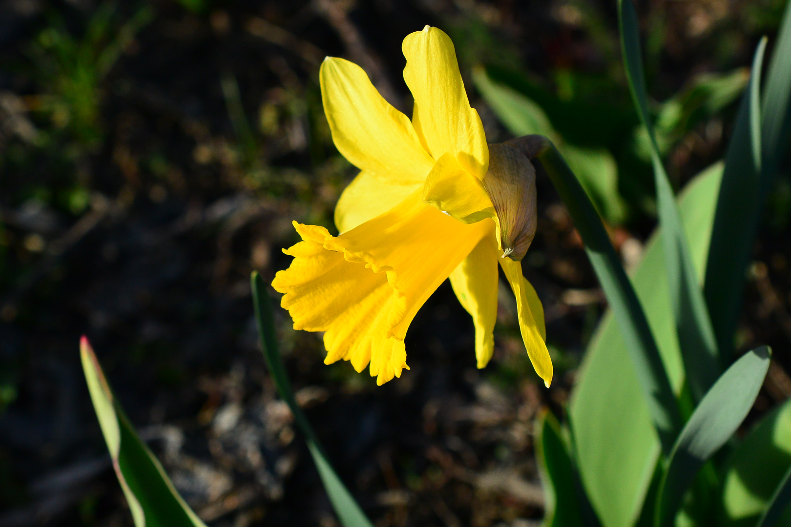 Einläuten zum Frühjahr