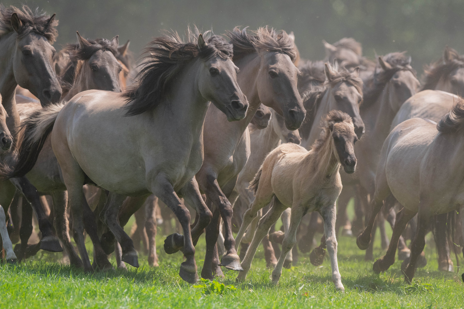 Einlauf der Wildpferde