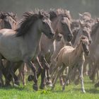 Einlauf der Wildpferde