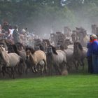 Einlauf der Wildpferde in Merfeld