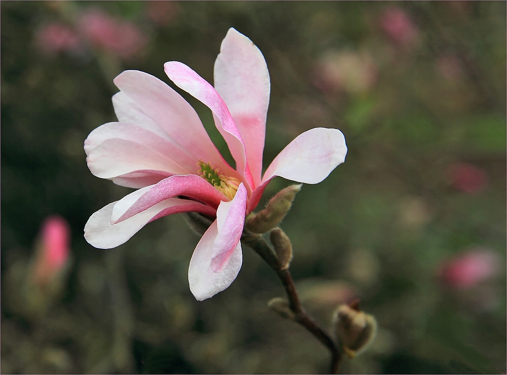 Einmal am Frühling lecken