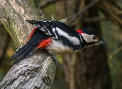 "Einmal den BUNTEN bitte" - danke