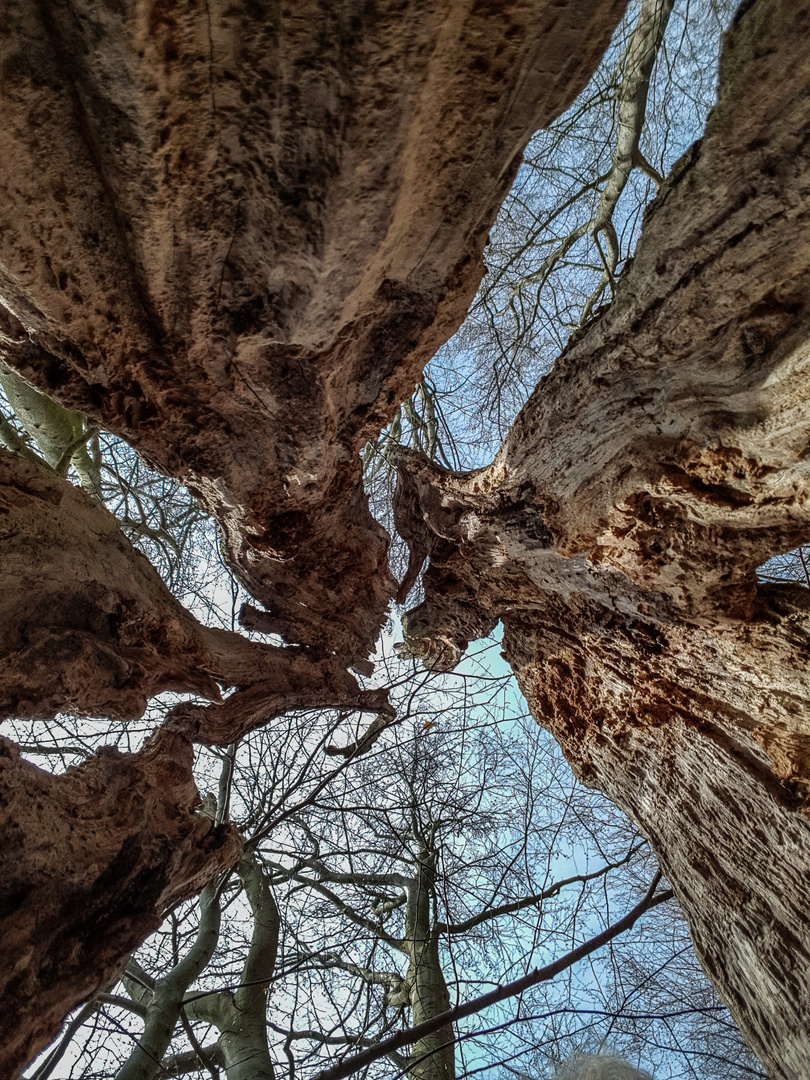 einmal den Himmel aus dem Inneren eines Baumes sehen