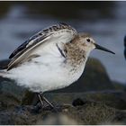 "Einmal durchlüften!" - Alpenstrandläufer (Calidris alpina) als Wintergäste (3) . . .