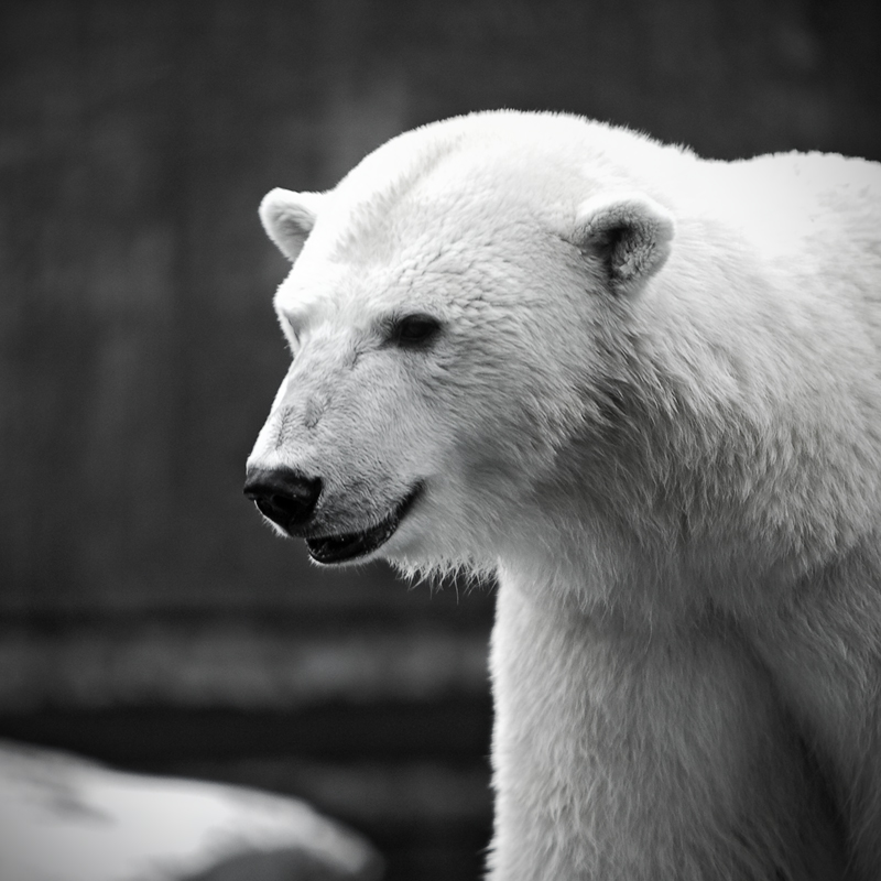 Einmal ein Eisbär