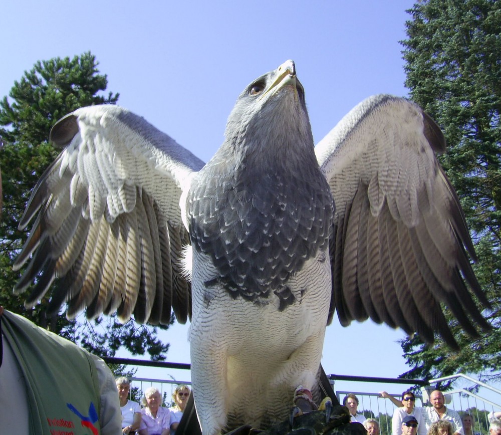 Einmal ein Vogel sein …… und abheben ………