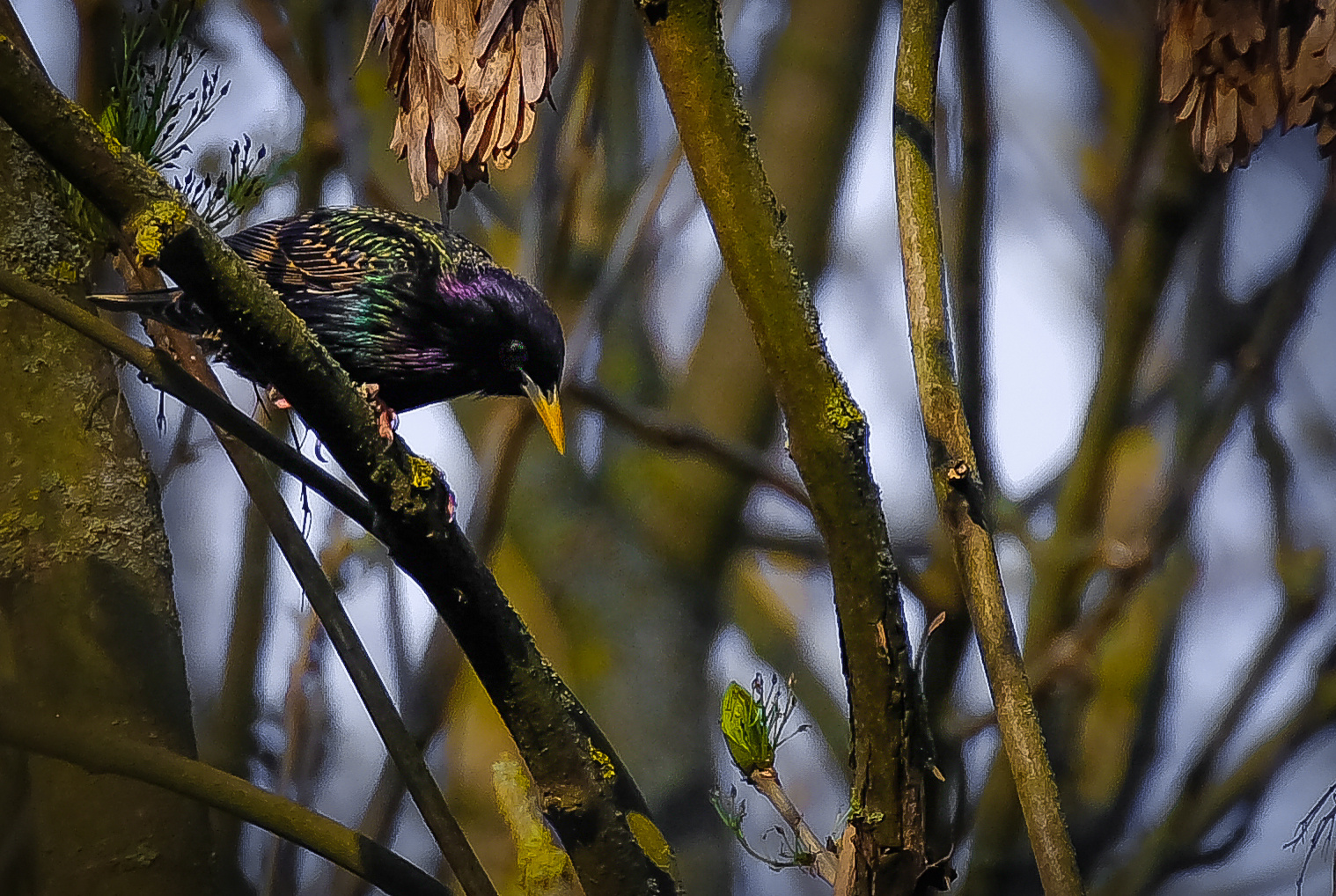 Einmal eine Star sein ... (Sturnus vulgaris)