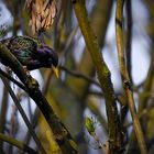 Einmal eine Star sein ... (Sturnus vulgaris)