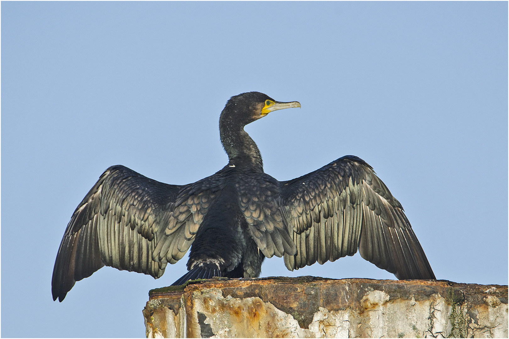 "Einmal föhnen bitte!" - Kormoran trocknet . . .