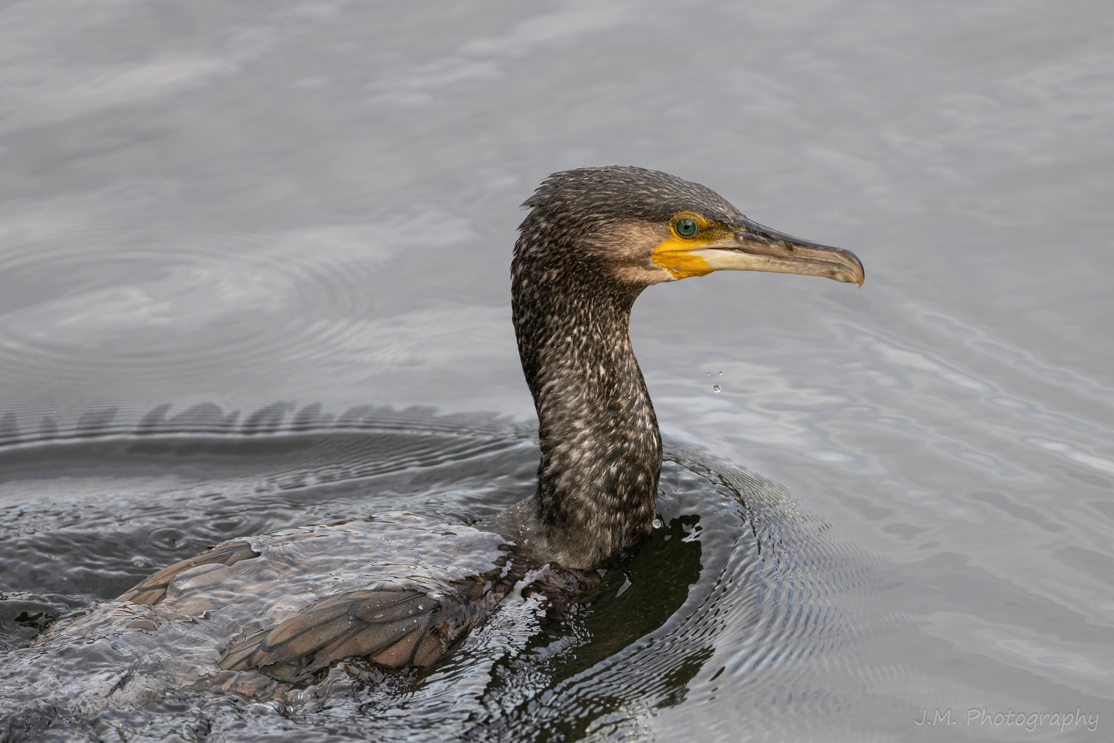 Einmal ganz nah... Kormoran