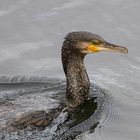 Einmal ganz nah... Kormoran