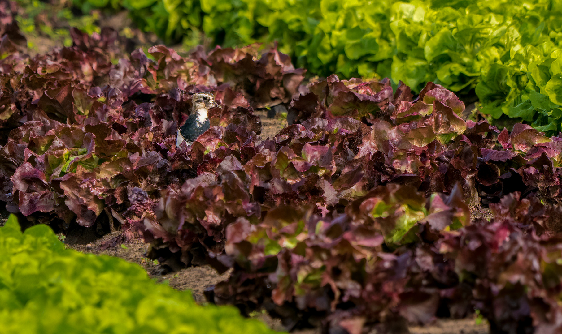 "EINMAL GEMISCHTEN SALAT - ABER BITTE ENTWURMT"