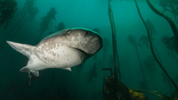 Einmal Haie , einmal  Schmetterlinge...