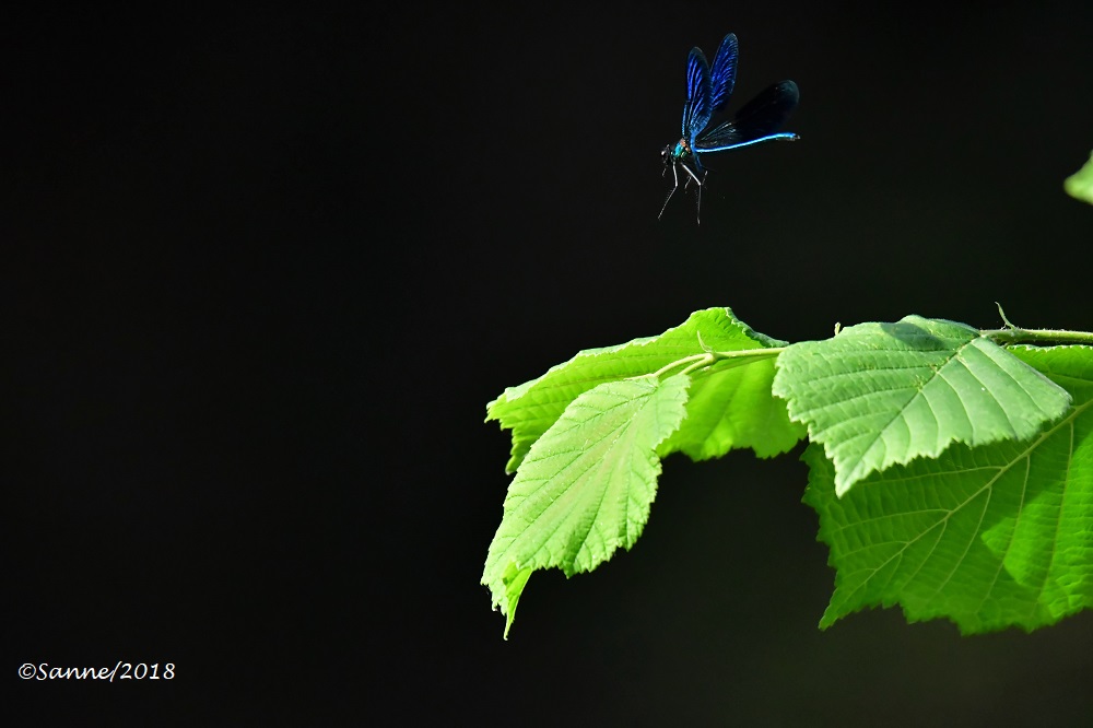 Einmal in blau