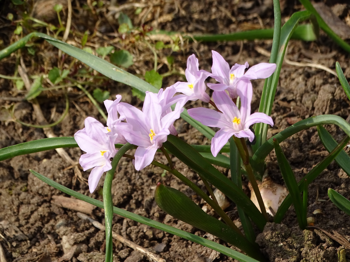 Einmal in rosa