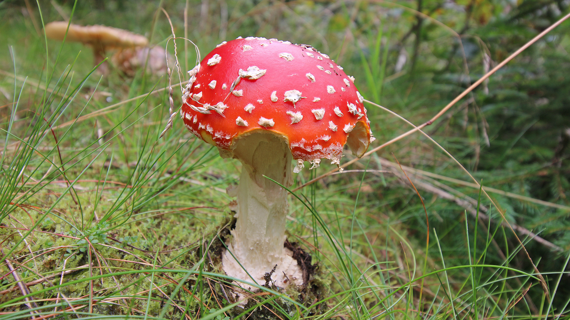 einmal kann man jeden Pilz essen......