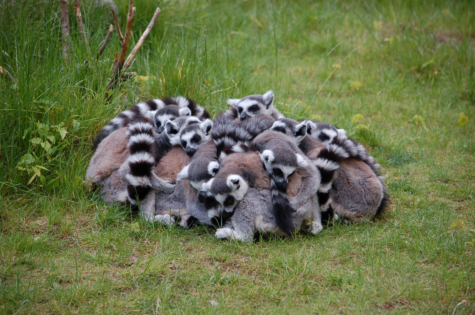 Einmal Kuscheln Bitte