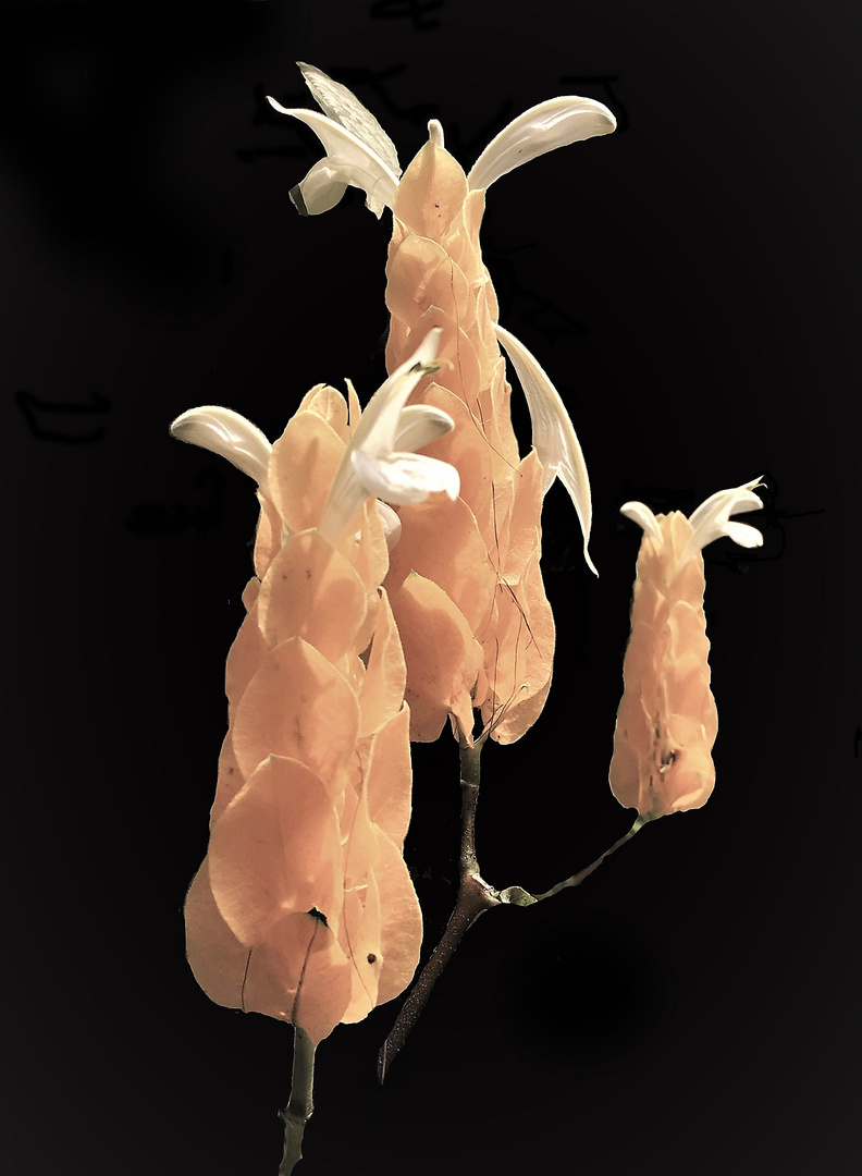 einmal lachsfarbig Foto & Bild | pflanzen, pilze & flechten, blüten